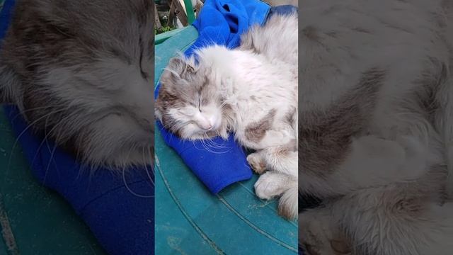 Лохматый #кот #мурзик #хозяйство #shorts смотреть онлайн