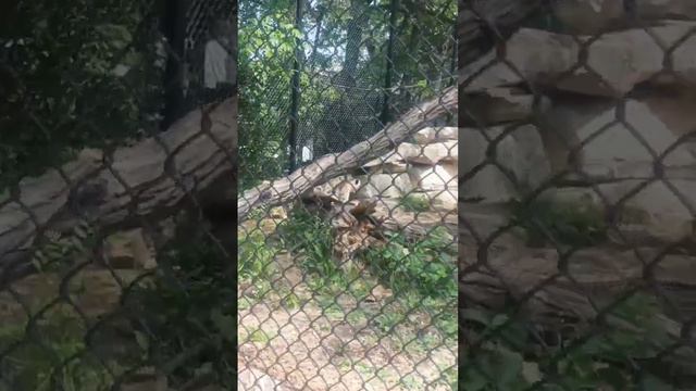 КАНАДА ЗООПАРК🐒 Виннипега Что крутого? смотреть онлайн