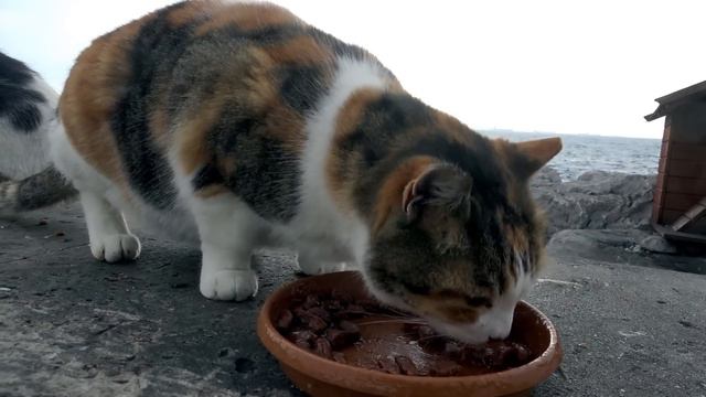 An extremely sick cat was abandoned in the area where the cats I rescued live in good health. смотреть онлайн