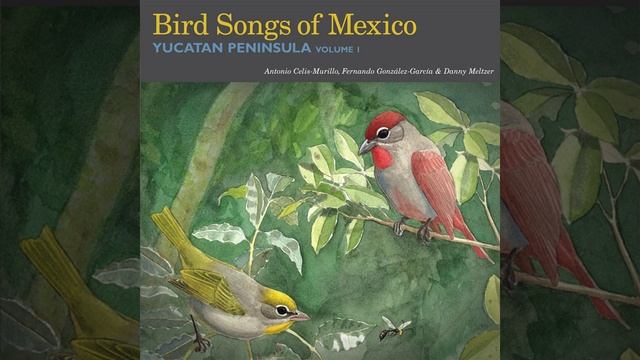 Mangrove Vireo смотреть онлайн