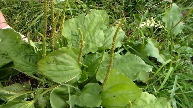 подорожник большой смотреть онлайн