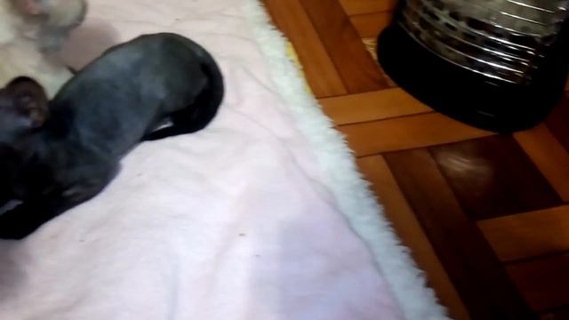 Эльфы девон рексы- Elves Devon Rex смотреть онлайн