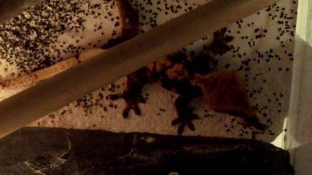 Rhacodactylus ciliatus vs. Acheta domestica смотреть онлайн