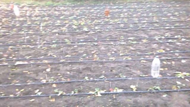 Как лучше подвязывать малину. Новый супер способ. (How best to tie a raspberry. A new super way.) смотреть онлайн