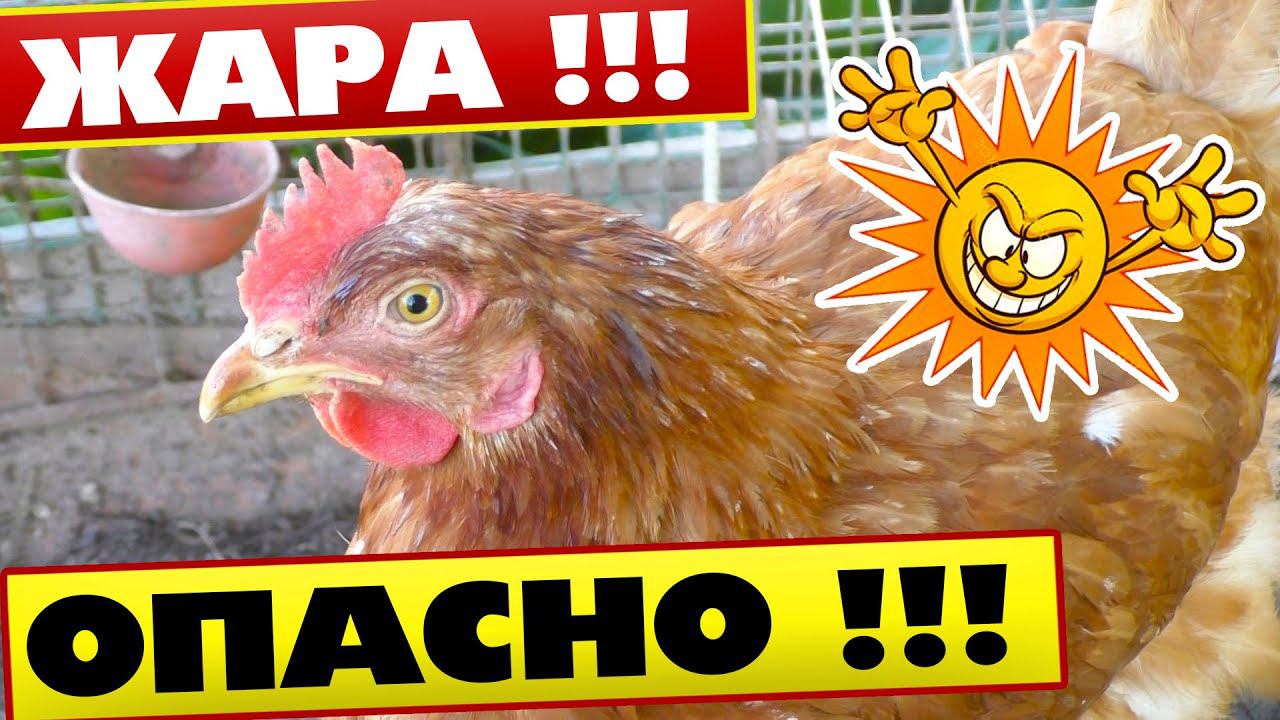 Внезапно Куры перегрелись в жару Срочно принимайте меры смотреть онлайн