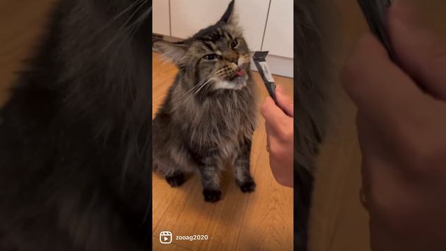 A day in the life of ✨eddie✨lucy✨poki смотреть онлайн