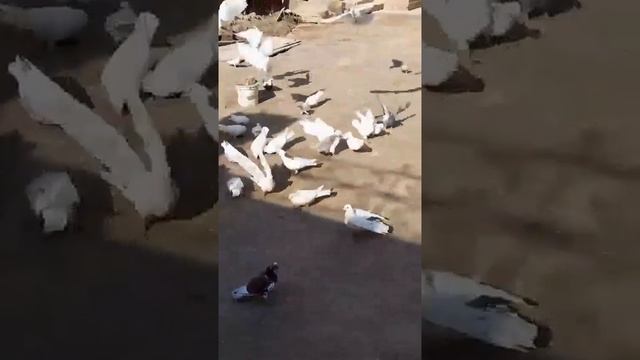 Бакинські та туркменські голуби д. Гафура в Туркменістані м. Туркменабад (Чарджоу) смотреть онлайн