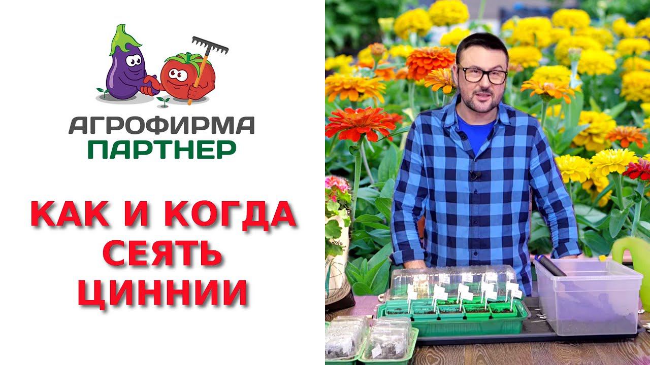 КАК И КОГДА СЕЯТЬ ЦИННИИ смотреть онлайн