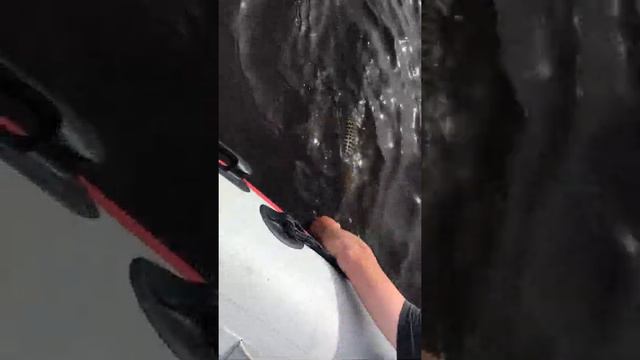 Поймал Отпусти. Судачок Иваново! смотреть онлайн