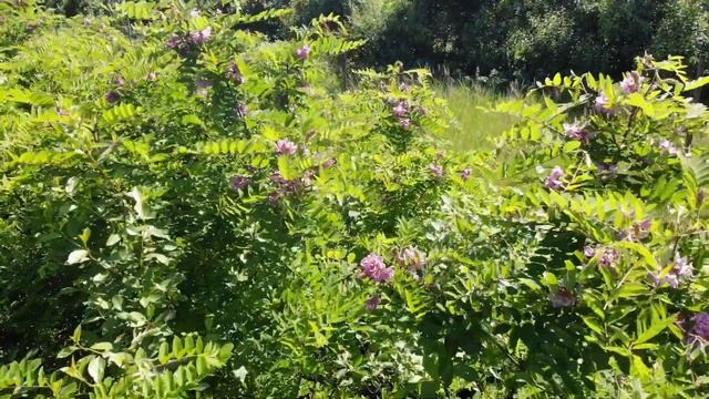 Розовая акация. смотреть онлайн