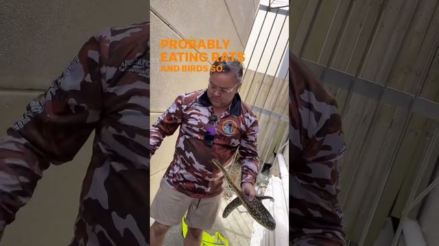 SNAKE at WORK #whatwouldyoudo #snakecatching смотреть онлайн