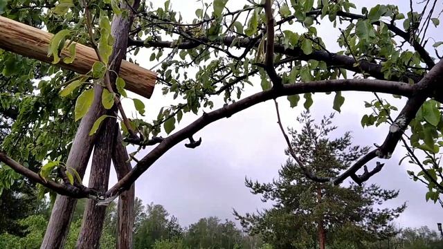 20 мая 2023. Состояние сада после зимы. Яблони, груши. смотреть онлайн