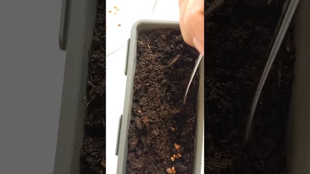 Грядки на подоконнике смотреть онлайн