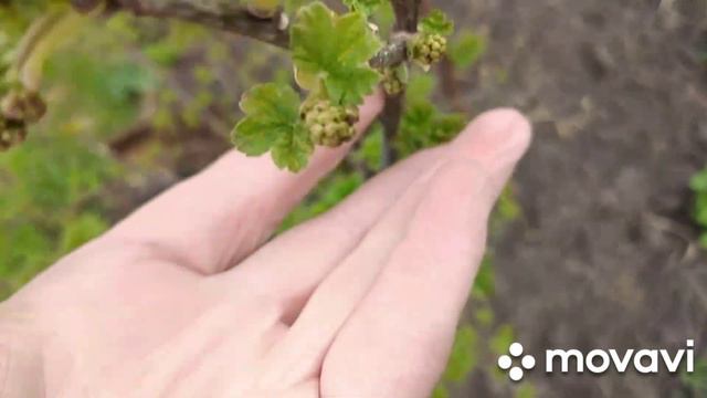 Жимолость даст самые первые ягодки. смотреть онлайн