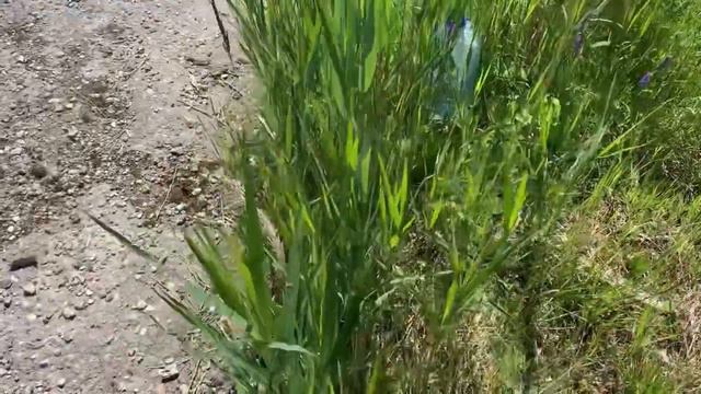 Лесное озеро/ Июнь 2022 смотреть онлайн