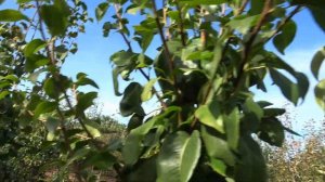 Груша БЛАНКА: современный промышленный сорт высокого качества