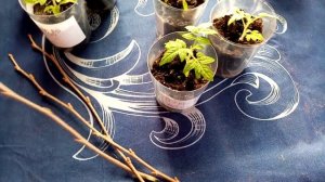 Пытаюсь Размножить??? Орех ФУНДУК  Черенками в доме!!! Просто Зксперимент!!!  ???  12.03.2023г.??