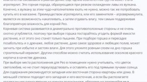 Растение Рео или Традесканция покрывальчатая экзотика на подоконнике