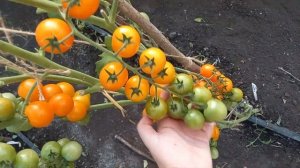 Томат ВОЛШЕБНАЯ АРФА, мега урожайный, ничем не болеет и невероятно сладкий, волшебные черри