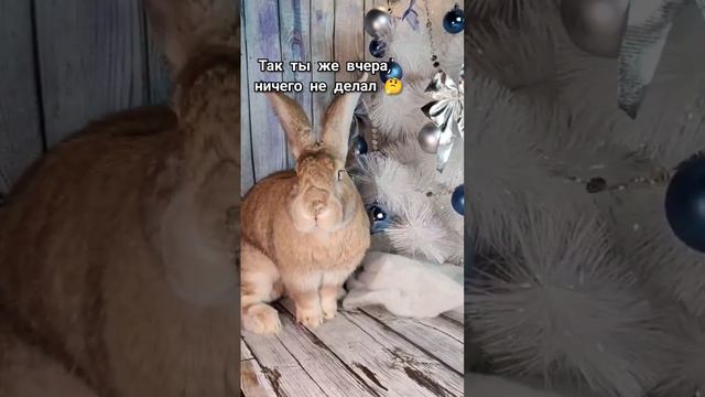 классическое 2 января 😆👌 #зайкафе #зоопарк #декоративныйкролик #зоопаркрамазановых #антикафемосква смотреть онлайн