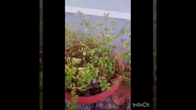 chedikal❤/S.A.S.S vlog media смотреть онлайн