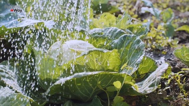 ПОДКОРМКА КАПУСТЫ НАРОДНЫМ ЭКОЛОГИЧЕСКИМ СРЕДСТВОМ! смотреть онлайн