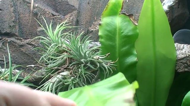 Crested Gecko Vivarium Plants Review смотреть онлайн