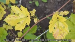 У винограда сохнут листья по краям и скручиваются