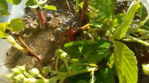 Ежевика ремонтантная размножение черенками.Ежевика ремонтантная как пересадить