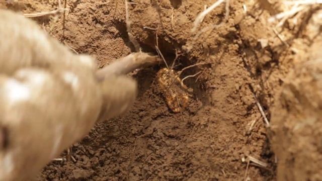 Gold Metal Detector / 40 Degrees High Temperature Can Not Stop The Gold Hunter Treasure Hunt
