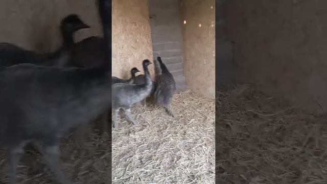 7 месячный страус Эмо смотреть онлайн