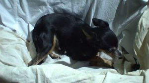 РОДЫ той-терьера часть 1 / НАЧАЛО РОДОВОЙ ДЕЯТЕЛЬНОСТИ.