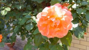 Роза на штамбе Вестерленд