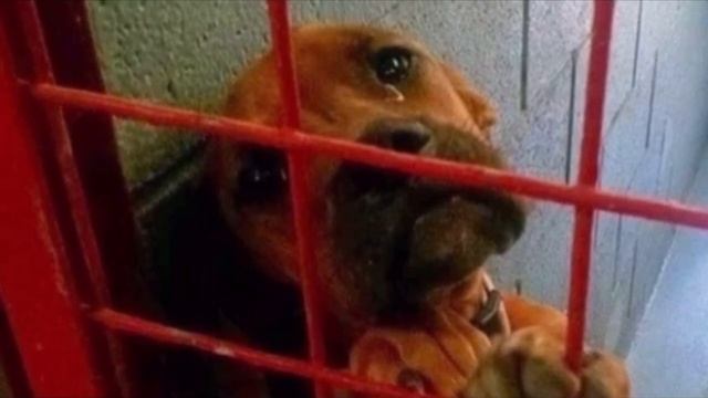 Из глаз собаки капали слёзы , она уже не ждала спасения, но то что случилось потом невероятно смотреть онлайн