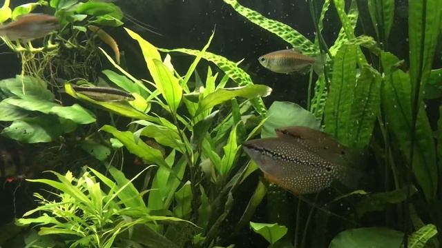 Жемчужные гурами (и не только) ? смотреть онлайн