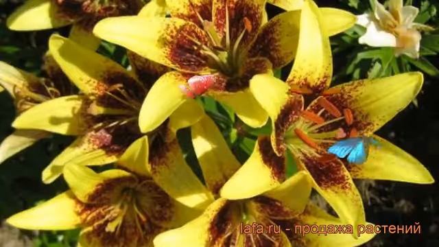 Лилия азиатская Латвия (lilium) ? азиатская лилия Латвия обзор: как сажать, луковицы лилии Латвия смотреть онлайн