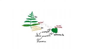 Жизненный цикл папоротника | БИОЛОГИЯ ЕГЭ | Лина Клевер