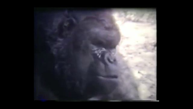 My 600 lb Fursuit смотреть онлайн