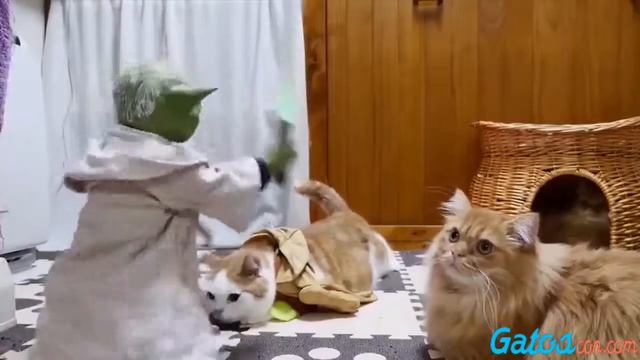 [Gatos Graciosos] Tras el estreno mis gatitos se volvieron locos con la Guerra de las Galaxias смотреть онлайн
