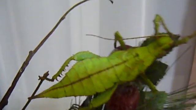 Разнокрылый палочник (Heteropteryx dilatata ) - питомник " Мари Мистик " смотреть онлайн