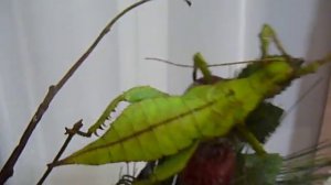 Разнокрылый палочник (Heteropteryx dilatata ) - питомник « Мари Мистик «