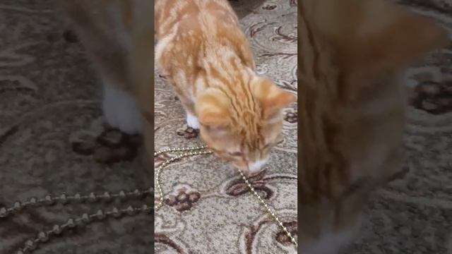 с добрым утром... #юмор #приколы #рекомендации #весело живём #cats смотреть онлайн