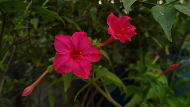 Amazing Mirabilis jalapa ( four o'clock ) flower Time lapse смотреть онлайн