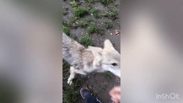 Нашли волчонка в городе смотреть онлайн