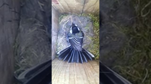 Синица в синичнике смотреть онлайн