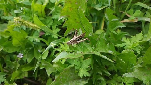 В траве сидел кузнечик... Удивительное видео! Дикая природа! Зима 2020 отменяется! Главный канал смотреть онлайн