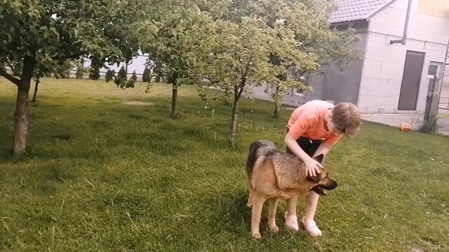 Огород. Первый урожай. Готовлю холодный суп с щавлем. Беларусь. смотреть онлайн