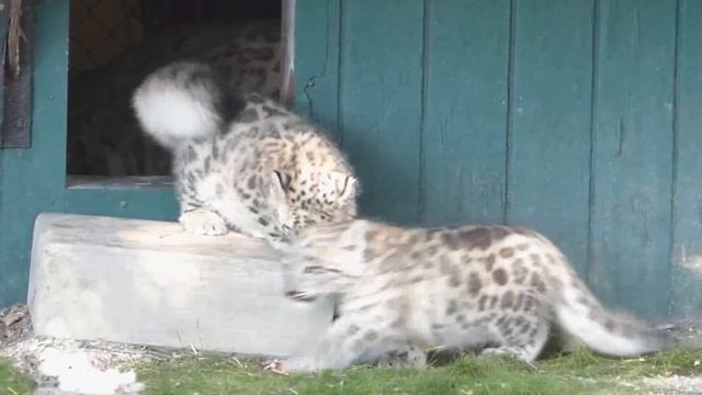 Assiniboine Park Zoo Newest Snow Leopards Cubs Need Names! смотреть онлайн