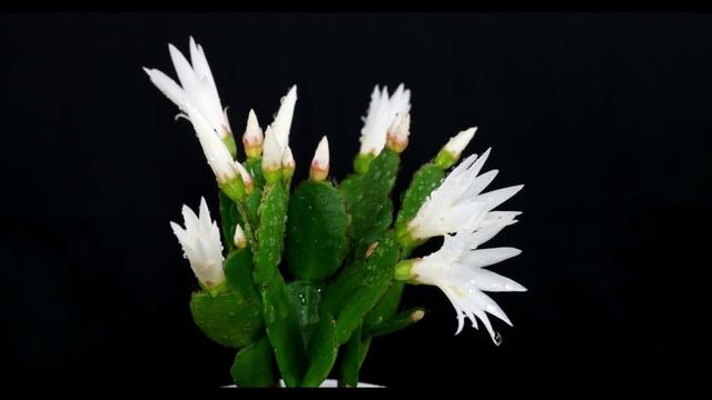 Hatiora graeseri - Osterkaktus, Easter Cactus смотреть онлайн
