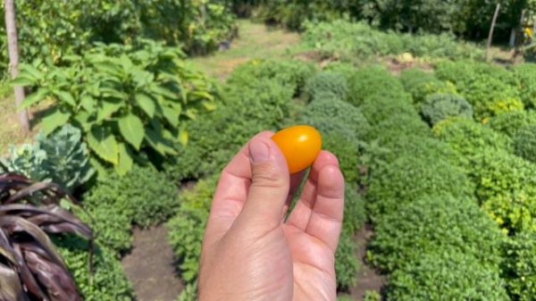 Томат ЧЕРРИ БАНАНО